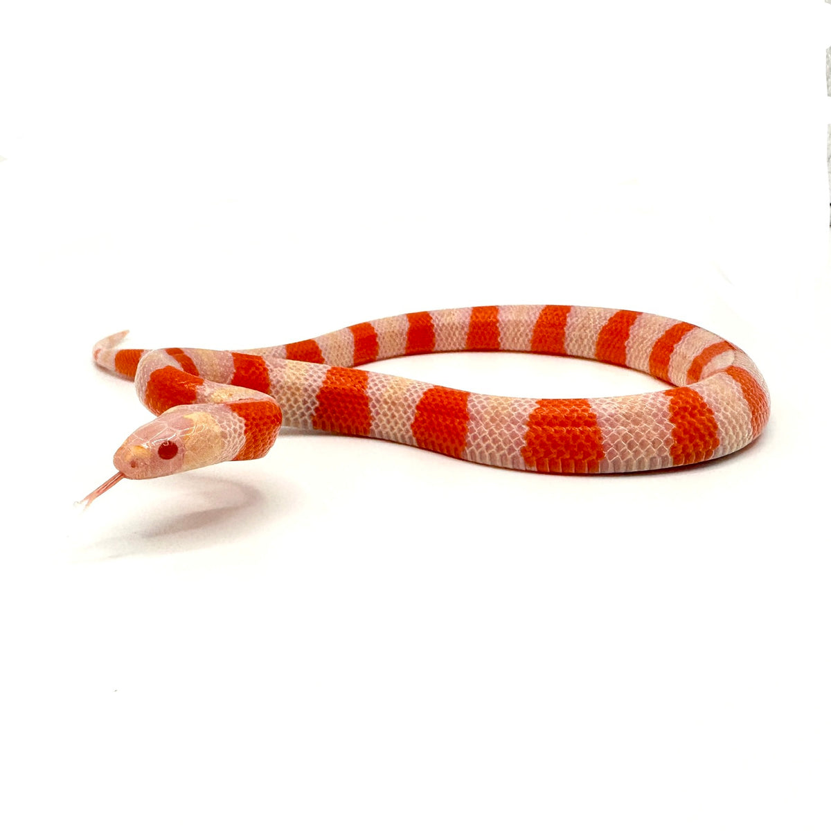 baby milk snake