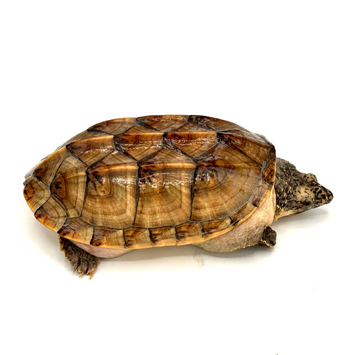 female mexican musk turtle
