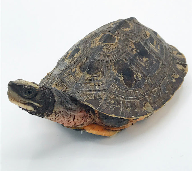 Featured Species: The Golden Coin Turtle