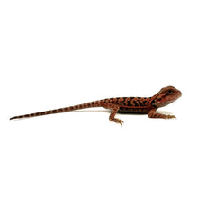 Load image into Gallery viewer, Red Translucent Bearded Dragon
