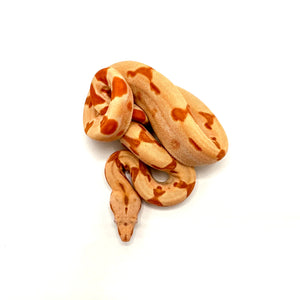 female colombian sunglow boa constrictor