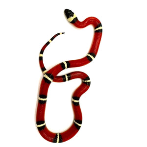 2023 Sinaloan Milk Snake Male #SMSM03