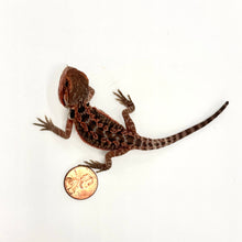 Load image into Gallery viewer, Red Translucent Leatherback Bearded Dragon #RTB02
