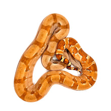 Load image into Gallery viewer, EBV Hypo Red Group Boa Constrictor #EBVHRGBF02
