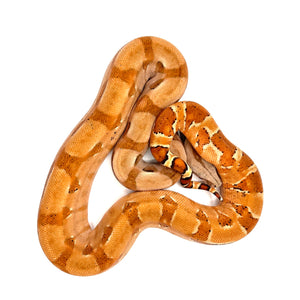 EBV Hypo Red Group Boa Constrictor #EBVHRGBF02