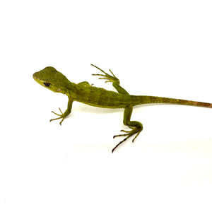 guatemalan spiny tail iguana