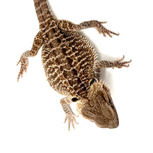 Load image into Gallery viewer, bearded dragon
