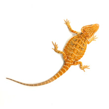 Load image into Gallery viewer, Female Young Citrus Bearded Dragon #HCBDF01
