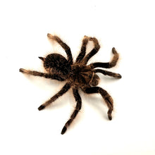 Load image into Gallery viewer, Curly Hair Tarantula #CHT01
