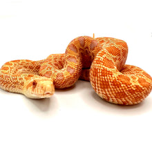 Load image into Gallery viewer, Albino Bull Snake #ABS01
