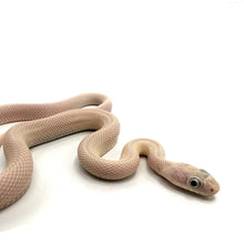 Load image into Gallery viewer, Male Leucistic Black Rat Snake #LBRSM01
