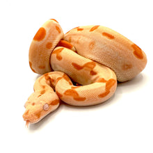 Load image into Gallery viewer, sunglow boa comstrictor 
