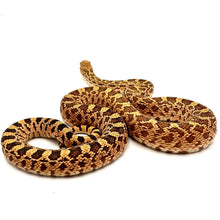 Load image into Gallery viewer, hypo bullsnake
