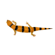 Load image into Gallery viewer, Peter’s Banded Skink #PBS01
