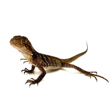 Load image into Gallery viewer, australian water dragon
