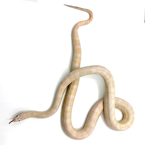 Adult Proven Breeder Female Blizzard Corn Snake #FBCS1901