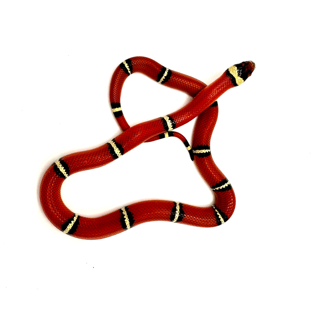 2023 Sinaloan Milk Snake Male #SMSM01