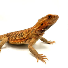 Load image into Gallery viewer, Female Adult Hypo Trans Bearded Dragon #HCBDF03
