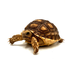Load image into Gallery viewer, Sulcata/African Spurred Tortoise #SAT01
