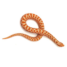 Load image into Gallery viewer, Albino Hognose #AHM01

