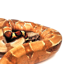 Load image into Gallery viewer, EBV Hypo Red Group Boa Constrictor #EBVHRGBF02
