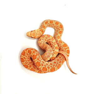 2023 Albino Bull Snake Female #ABS23F02
