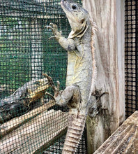 Load image into Gallery viewer, Guatemalan Spiny-tail Iguana #GSTI01
