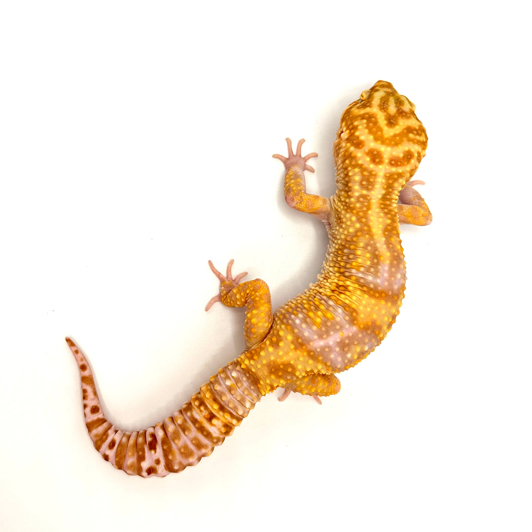 Adult Male Cinny ACB Albino Leopard Gecko #ALGM03