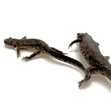 Load image into Gallery viewer, spiny ribbed newts
