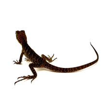 Load image into Gallery viewer, baby australian water dragon
