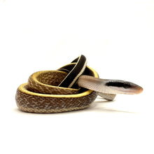 Load image into Gallery viewer, 2023 Cave Dwelling Rat Snake Feme #CDR23F01
