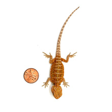 Load image into Gallery viewer, Baby Hypo Citrus Bearded Dragon #HCBD01
