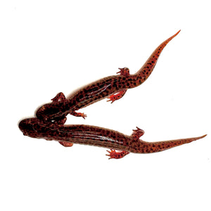 red eastern spotted salamanders