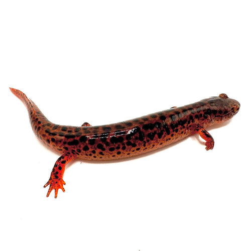 red salamanders