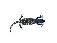Load image into Gallery viewer, Rio Fuerte Beaded Lizard #RFBL06
