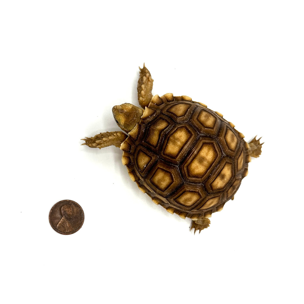 Sulcata/African Spurred Tortoise #SAT01