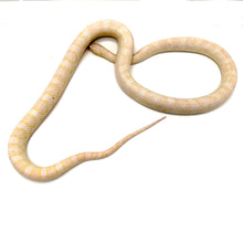 Load image into Gallery viewer, Adult Proven Breeder Female Blizzard Corn Snake #FBCS1901
