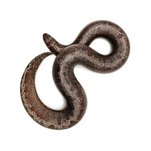 Load image into Gallery viewer, Female Anery Kenyan Sand Boa #AKSBF01
