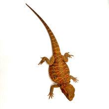 Load image into Gallery viewer, Female Adult Hypo Trans Bearded Dragon #HCBDF03
