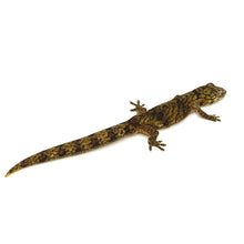 Load image into Gallery viewer, Chameleon Gecko #CG01
