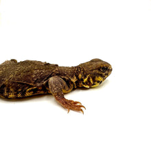 Load image into Gallery viewer, Yellow Saharan Uromastyx
