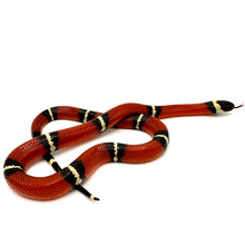 Load image into Gallery viewer, 2023 Sinaloan Milk Snake Male #SMSM02
