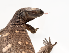 Load image into Gallery viewer, Blackthroat Monitor #BKLTHR01
