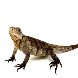 rock iguana 