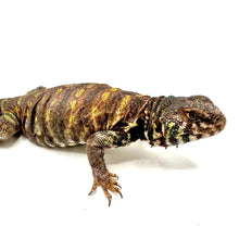 Load image into Gallery viewer, Female Ornate Uromastyx #FOU01
