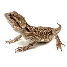 Load image into Gallery viewer, bearded dragon female
