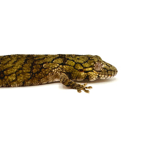 Chameleon Gecko #CG01