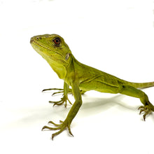 Load image into Gallery viewer, pied spinytailed iguana
