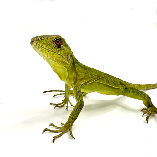 pied spinytailed iguana