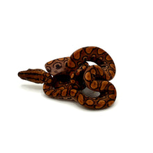 Load image into Gallery viewer, baby rainbow boa
